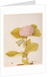 Hydrangea hortensia by A. Power