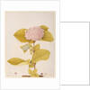 Hydrangea hortensia by A. Power