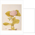Hydrangea hortensia by A. Power