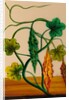 One of twelve drawings of fruits and vegetables depicting a karela by Unknown