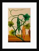 One of twelve drawings of fruits and vegetables depicting a karela by Unknown