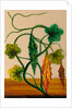 One of twelve drawings of fruits and vegetables depicting a karela by Unknown