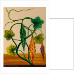 One of twelve drawings of fruits and vegetables depicting a karela by Unknown