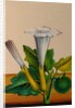 One of twelve drawings of fruits and vegetables depicting a datura by Unknown