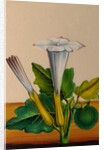 One of twelve drawings of fruits and vegetables depicting a datura by Unknown