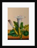 One of twelve drawings of fruits and vegetables depicting a datura by Unknown
