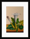 One of twelve drawings of fruits and vegetables depicting a datura by Unknown