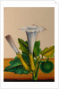 One of twelve drawings of fruits and vegetables depicting a datura by Unknown