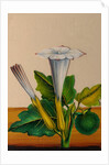 One of twelve drawings of fruits and vegetables depicting a datura by Unknown