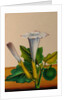 One of twelve drawings of fruits and vegetables depicting a datura by Unknown