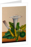 One of twelve drawings of fruits and vegetables depicting a datura by Unknown