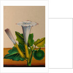 One of twelve drawings of fruits and vegetables depicting a datura by Unknown