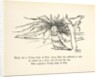 There was a Young Lady of Firle... by Edward Lear