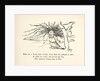 There was a Young Lady of Firle... by Edward Lear