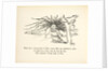 There was a Young Lady of Firle... by Edward Lear