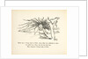 There was a Young Lady of Firle... by Edward Lear