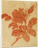 Drawing of a rose by Unknown