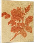 Drawing of a rose by Unknown