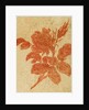 Drawing of a rose by Unknown