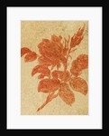 Drawing of a rose by Unknown