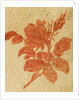 Drawing of a rose by Unknown