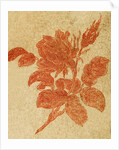 Drawing of a rose by Unknown