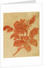 Drawing of a rose by Unknown