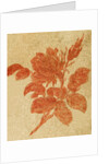 Drawing of a rose by Unknown
