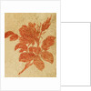 Drawing of a rose by Unknown