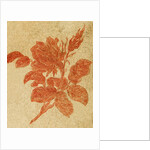 Drawing of a rose by Unknown