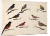 Eight birds by Unknown