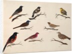 Eight birds by Unknown