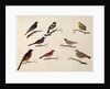 Eight birds by Unknown