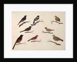 Eight birds by Unknown