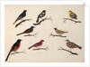 Eight birds by Unknown