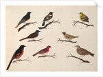 Eight birds by Unknown