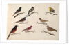 Eight birds by Unknown