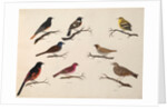 Eight birds by Unknown