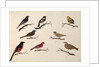 Eight birds by Unknown
