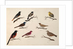 Eight birds by Unknown