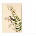 Grey bird perched on a branch by Unknown