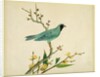 Verditer Flycatcher by Unknown