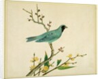 Verditer Flycatcher by Unknown