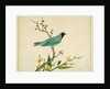 Verditer Flycatcher by Unknown