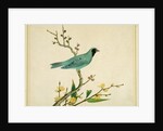 Verditer Flycatcher by Unknown