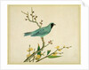 Verditer Flycatcher by Unknown