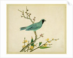 Verditer Flycatcher by Unknown