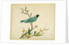 Verditer Flycatcher by Unknown