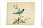 Verditer Flycatcher by Unknown