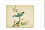 Verditer Flycatcher by Unknown